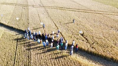 Coprossel realiza “Tarde de Campo” de cultura do trigo em Porto Barreiro